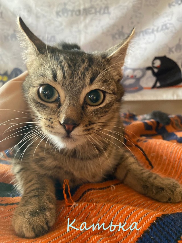 Жизнь домашнего приюта "Котоленд" 374
