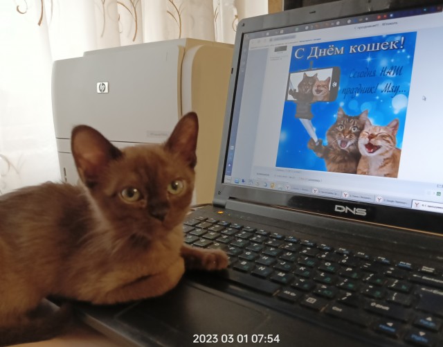 Сегодня всемирный день кошек!
