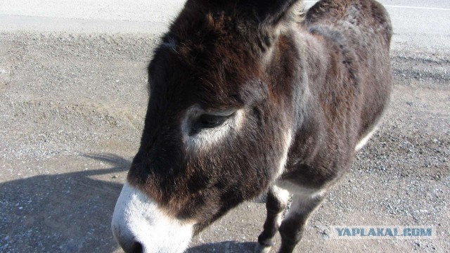 Крым в феврале или "Не стреляйте в белых лебедей!"