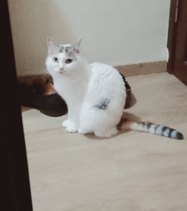 Котовторник! 16+ Коллеги-рабы, отмечаемся, у кого хозяину много лет!