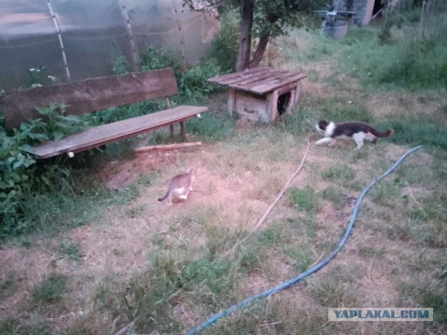 Жизнь домашнего приюта для котеек 503