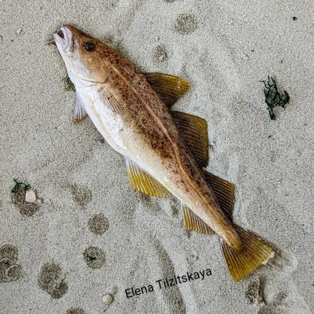 Рыбов показываю