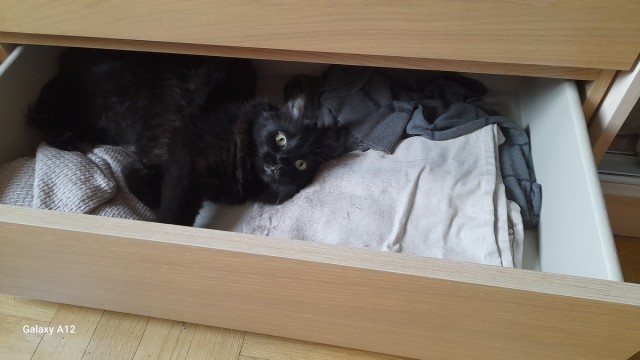 Принимайте в клуб! Котовторник же