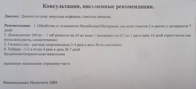 Выбежал сегодня на дорогу под дождем еле заметил