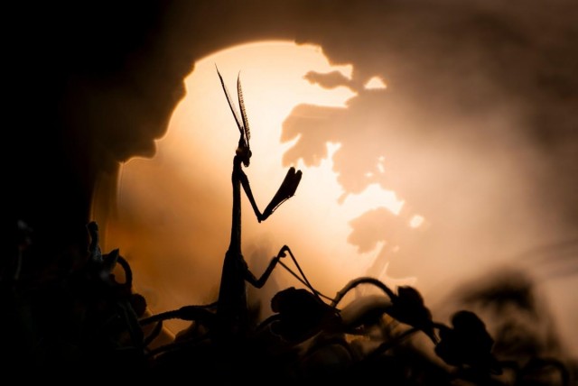 Объявлены победители конкурса фотографий дикой природы Nature Photographer of the Year 2024: полюбуйтесь на 20 лучших работ
