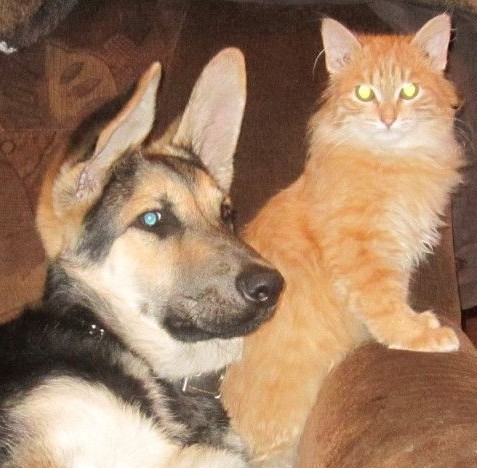 Уйди, собака! Котовторник ещё....