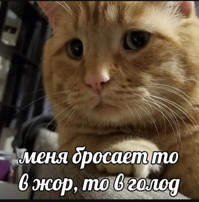 Интернет мемы на утро субботы