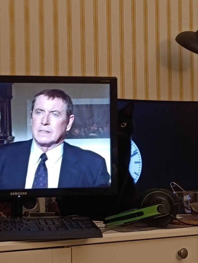 Вездесущий, вездеспящий, черноусый вездекот