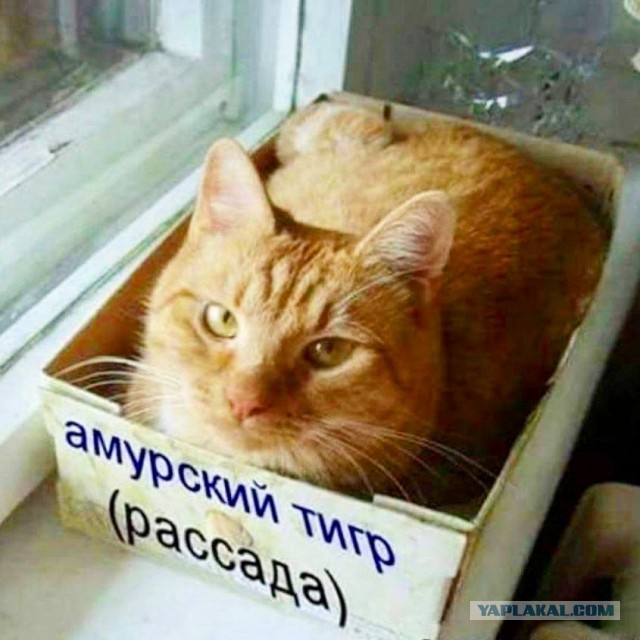 Подскажите что за зверюга