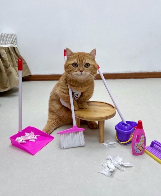 Кот