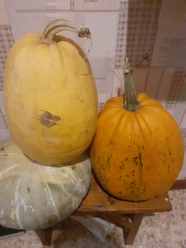 Техас готов к Хэллоуину