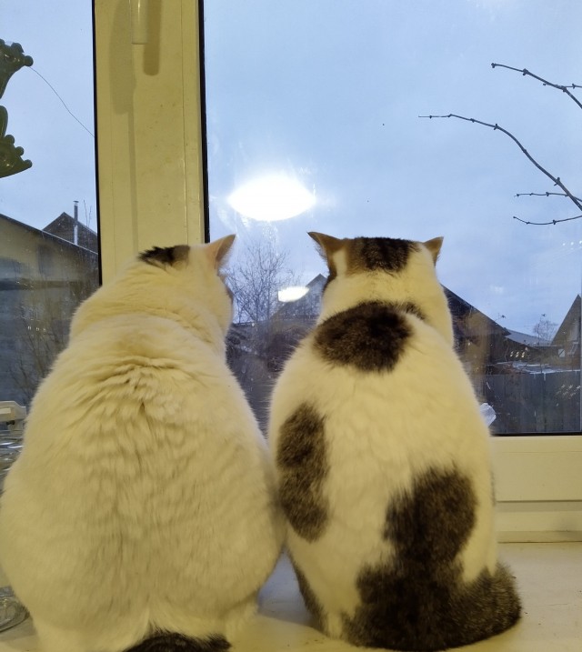 Котовторник же!