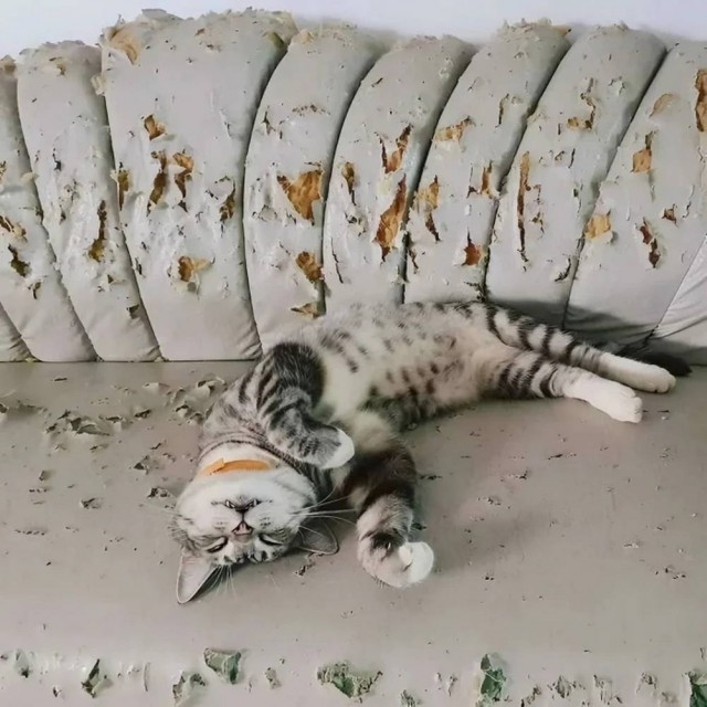 Дурацких фото котов тред — 2