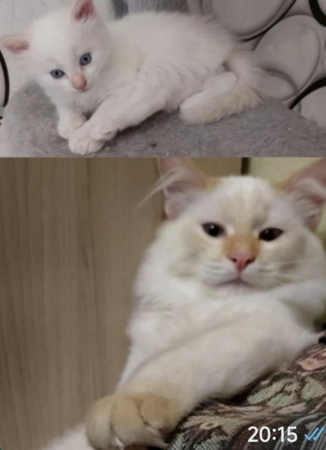 Было — Стало (котовторник)