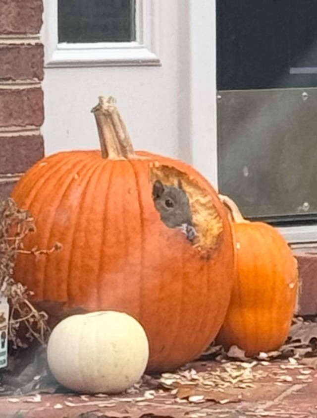 Забавные и интересные фото из Сети 23.04.26