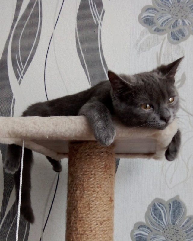 Котовторник. Зифи