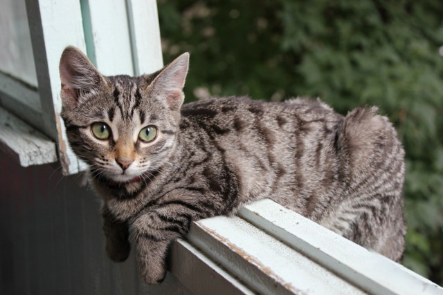 Котейка, который не знает как лежат котейки