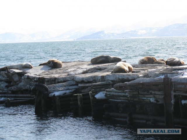 Моя Камчатка