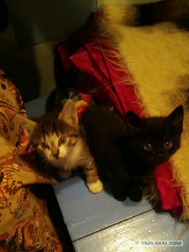 Котовторник 26.11.2013