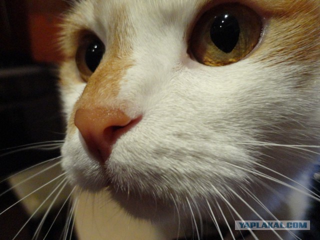Котовторник 25.02.2014