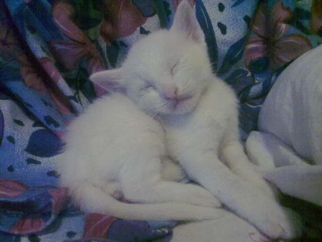 Котовторник 01.04.2014