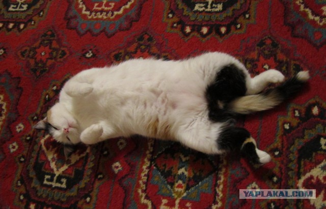 С Котовторником!