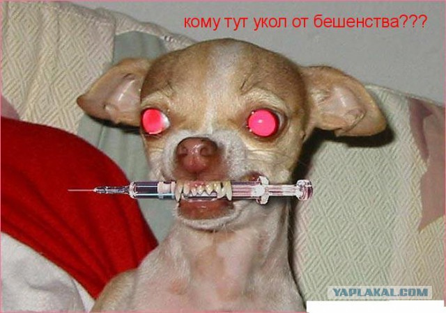 Животные в шоке