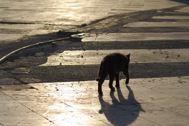 Котовторник 04.11.2014