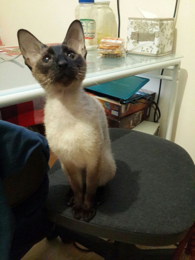 Котовторник