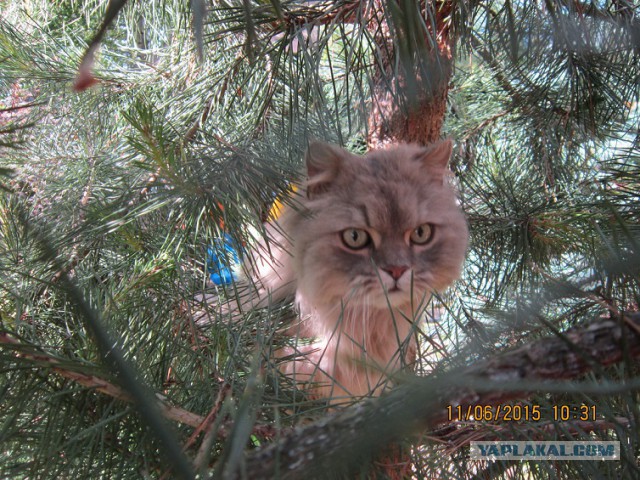 Котовторник