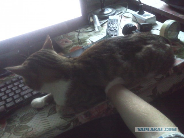 Котовторник 28.07.2015