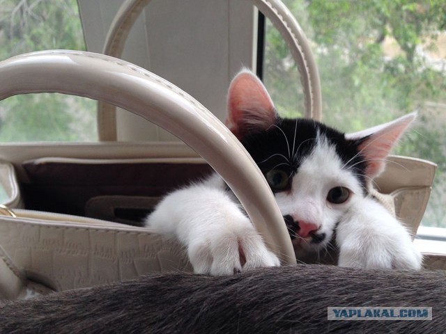 Котиков пост