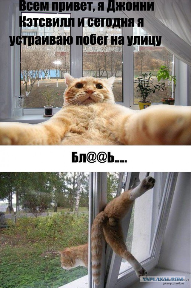 Прикольные коты