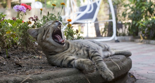 Котовторник 16.06.2015., Котовторник наступил!