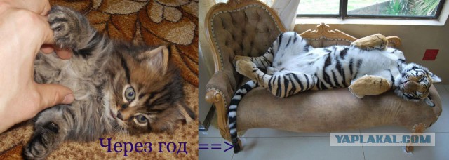Привет кошатникам!