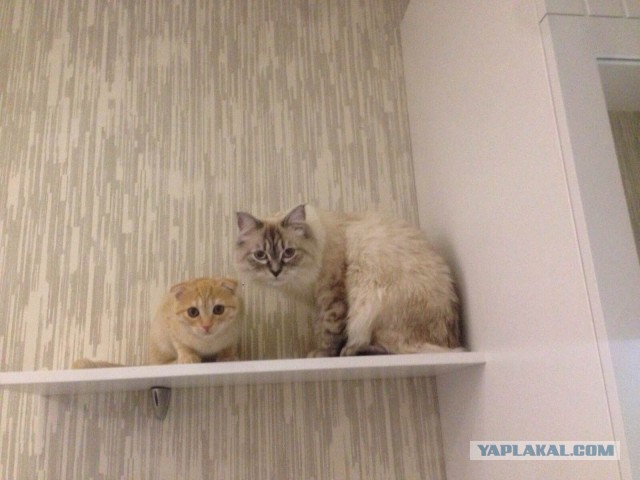 Котовторник