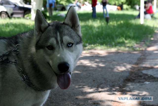 Собакочетверг же, ау!