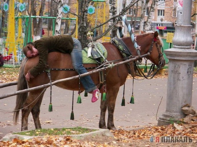 Все о КОНЯХ, ЛОШАДЯХ, ОСЛАХ