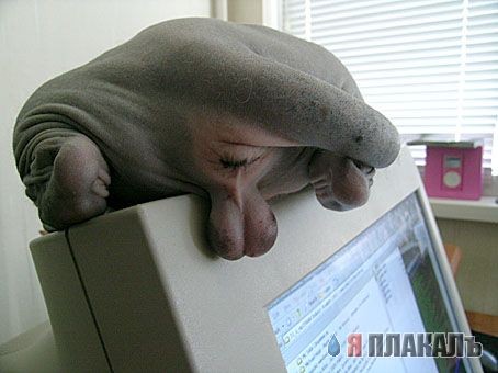 Опять кошатина...
