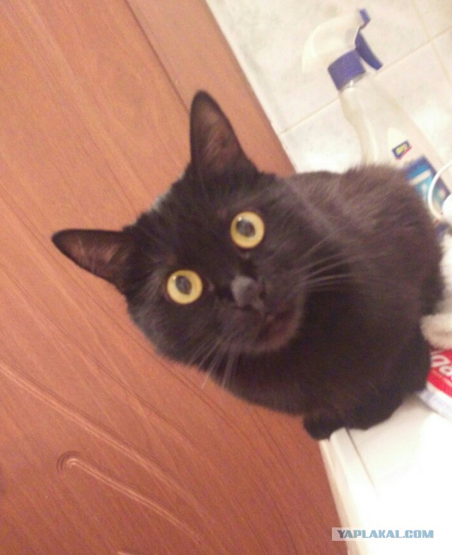 Котовторник 16.02.16