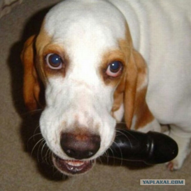 Кто хороший мальчик?