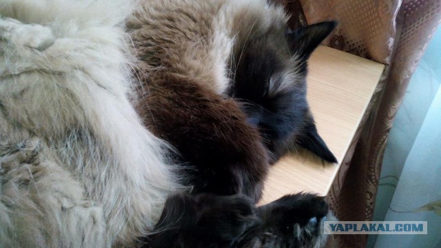 Котовторник 15.03