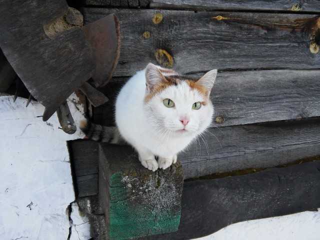 Выборка фотогеничных котэнов