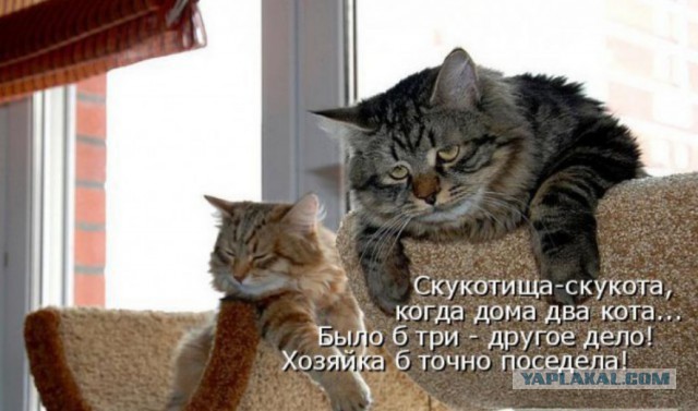 Есть два основных типа котов