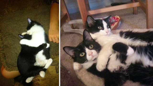 25 котят, которые так быстро выросли