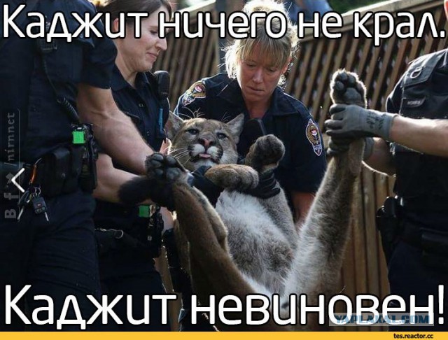 Кот - добытчик губок для мытья