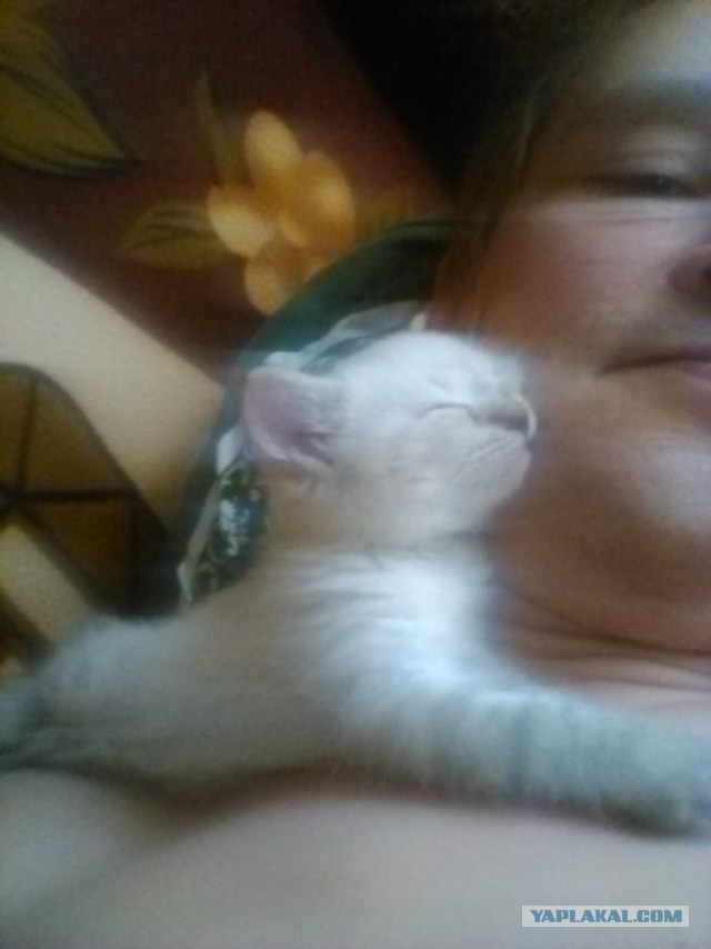 Котовторник 30.08.2016