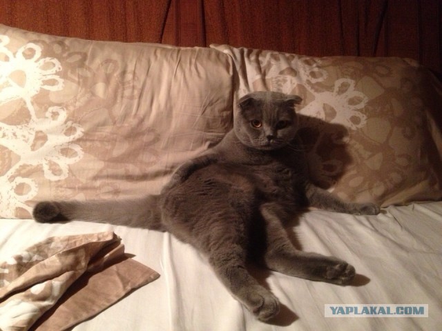 Как наглые коты отвоёвывают у собак жизненное пространство