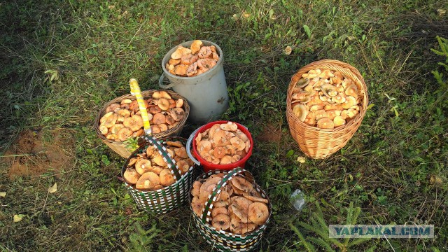Вятские рыжики