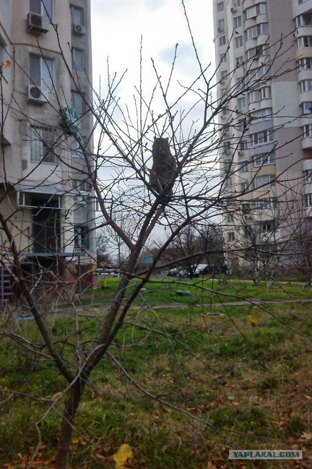 Котовторник 13.12.2016
